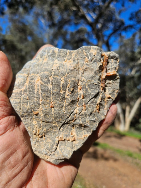 Polished fossil stromatolite. Asperia ashburtonia. ASP156