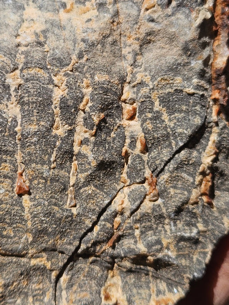 Polished fossil stromatolite. Asperia ashburtonia. ASP156