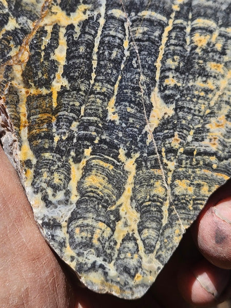 Polished fossil stromatolite. Asperia ashburtonia. ASP156