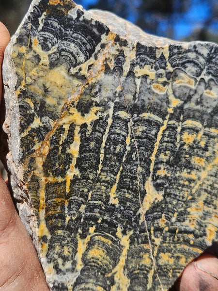 Polished fossil stromatolite. Asperia ashburtonia. ASP156