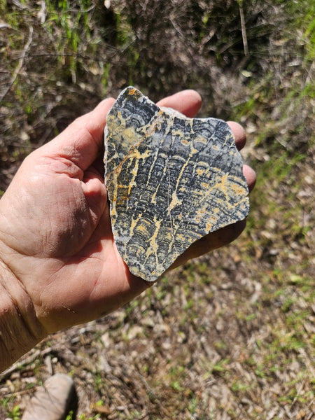 Polished fossil stromatolite. Asperia ashburtonia. ASP156