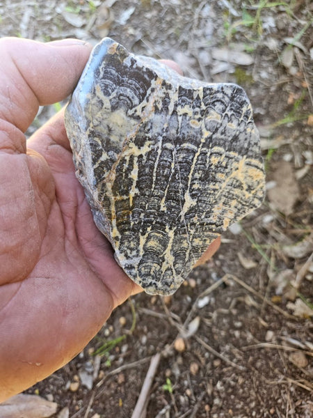Polished fossil stromatolite. Asperia ashburtonia. ASP156