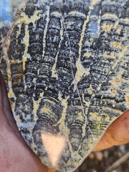 Polished fossil stromatolite. Asperia ashburtonia. ASP156