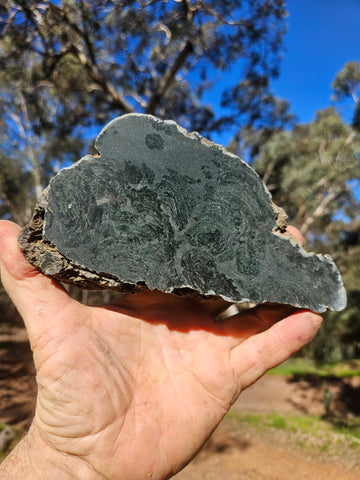 Polished fossil stromatolite. Alcheringa narrina. ALC157
