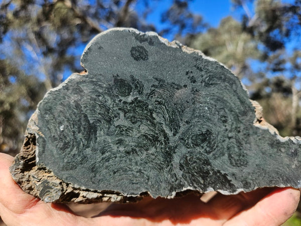 Polished fossil stromatolite. Alcheringa narrina. ALC157