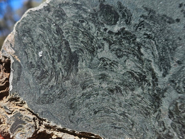 Polished fossil stromatolite. Alcheringa narrina. ALC157