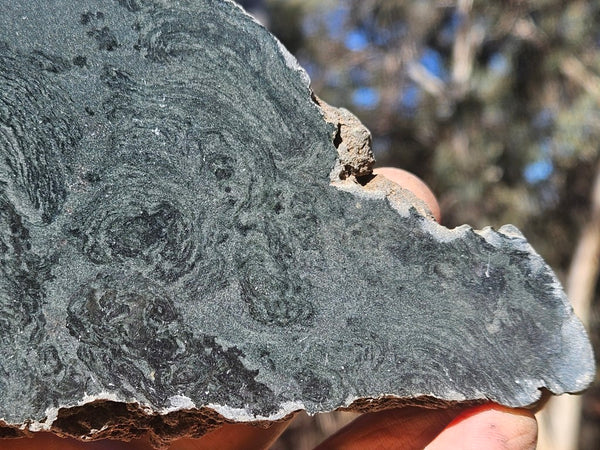 Polished fossil stromatolite. Alcheringa narrina. ALC157