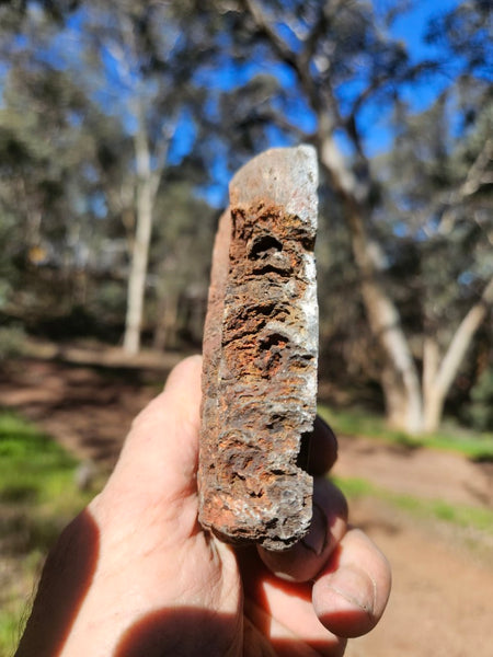 Polished fossil stromatolite. Alcheringa narrina. ALC157