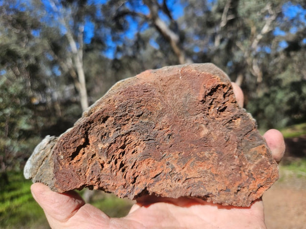 Polished fossil stromatolite. Alcheringa narrina. ALC157