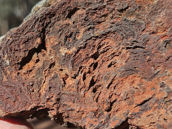 Polished fossil stromatolite. Alcheringa narrina. ALC157
