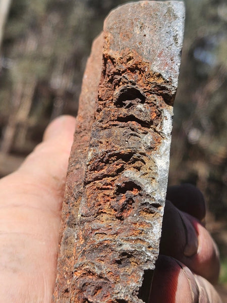 Polished fossil stromatolite. Alcheringa narrina. ALC157