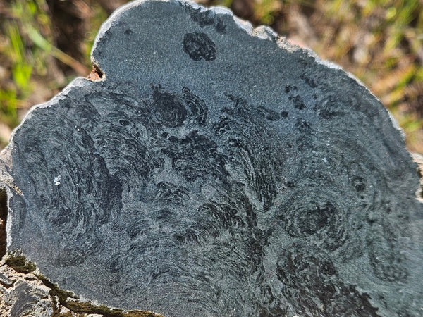 Polished fossil stromatolite. Alcheringa narrina. ALC157
