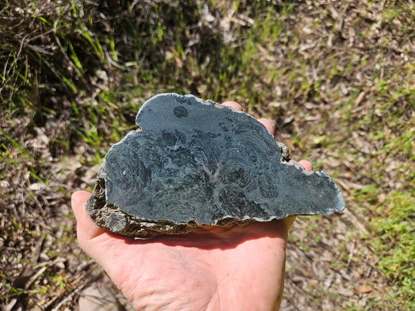 Polished fossil stromatolite. Alcheringa narrina. ALC157