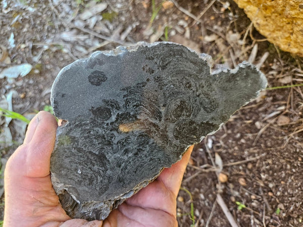 Polished fossil stromatolite. Alcheringa narrina. ALC157