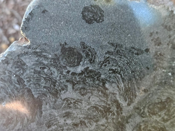 Polished fossil stromatolite. Alcheringa narrina. ALC157