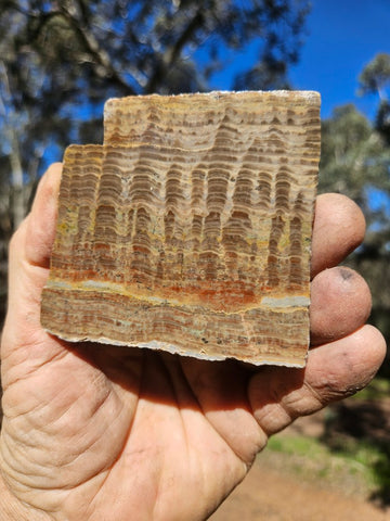 Polished fossil stromatolite. Pseudogymnosolenid type. DOG168