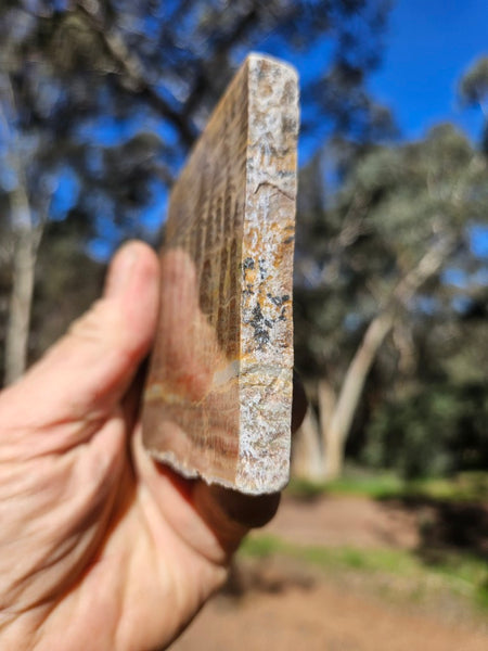 Polished fossil stromatolite. Pseudogymnosolenid type. DOG168