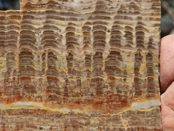 Polished fossil stromatolite. Pseudogymnosolenid type. DOG168