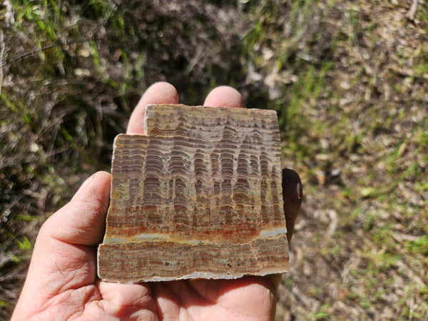 Polished fossil stromatolite. Pseudogymnosolenid type. DOG168