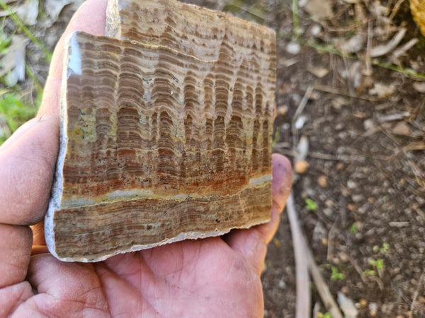 Polished fossil stromatolite. Pseudogymnosolenid type. DOG168