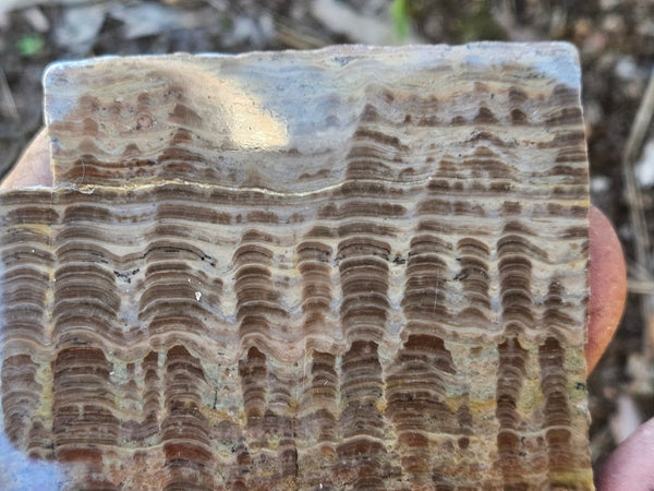 Polished fossil stromatolite. Pseudogymnosolenid type. DOG168
