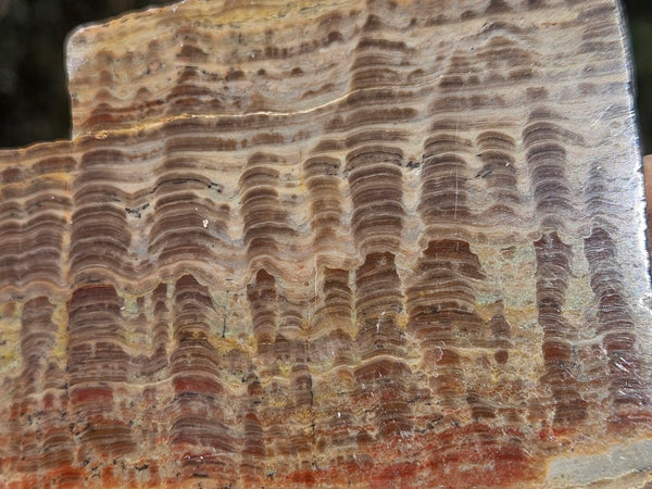 Polished fossil stromatolite. Pseudogymnosolenid type. DOG168