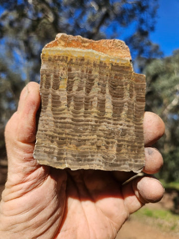 Polished fossil stromatolite. Pseudogymnosolenid type. DOG169