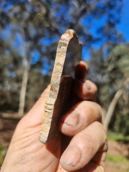 Polished fossil stromatolite. Pseudogymnosolenid type. DOG169