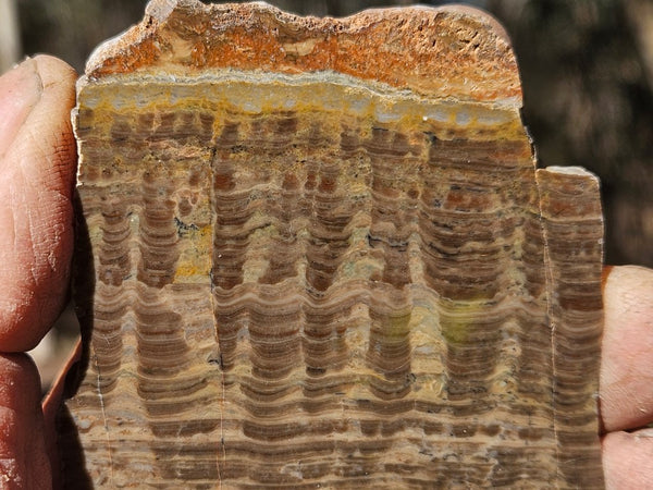 Polished fossil stromatolite. Pseudogymnosolenid type. DOG169