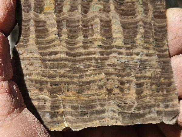 Polished fossil stromatolite. Pseudogymnosolenid type. DOG169