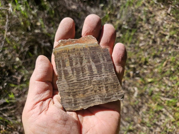 Polished fossil stromatolite. Pseudogymnosolenid type. DOG169