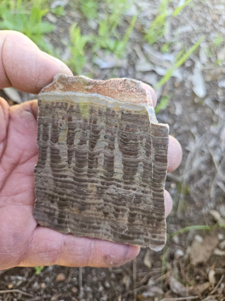 Polished fossil stromatolite. Pseudogymnosolenid type. DOG169
