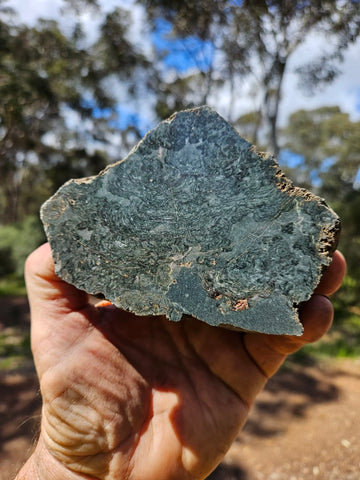 Polished fossil stromatolite. Alcheringa narrina. ALC159