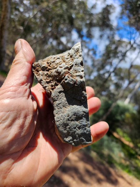 Polished fossil stromatolite. Alcheringa narrina. ALC159