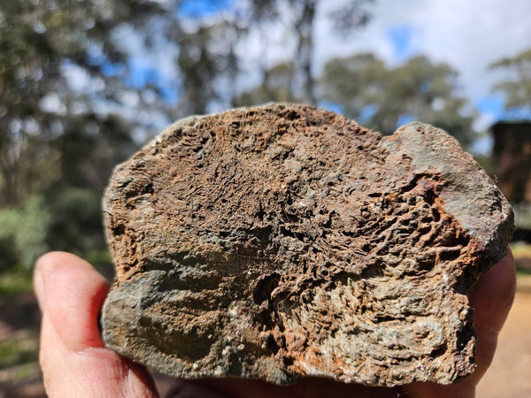 Polished fossil stromatolite. Alcheringa narrina. ALC159