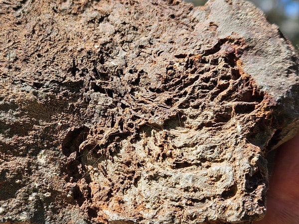 Polished fossil stromatolite. Alcheringa narrina. ALC159