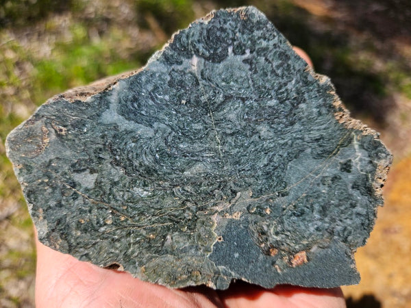 Polished fossil stromatolite. Alcheringa narrina. ALC159