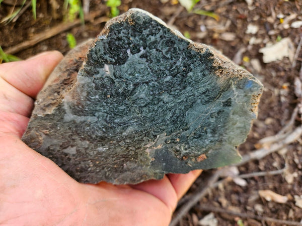 Polished fossil stromatolite. Alcheringa narrina. ALC159