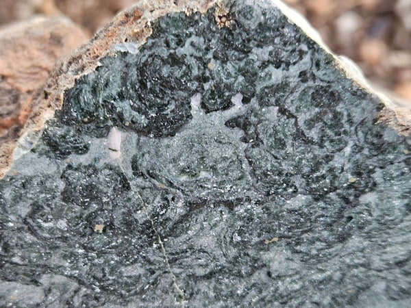Polished fossil stromatolite. Alcheringa narrina. ALC159