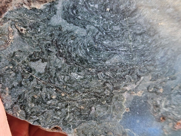 Polished fossil stromatolite. Alcheringa narrina. ALC159