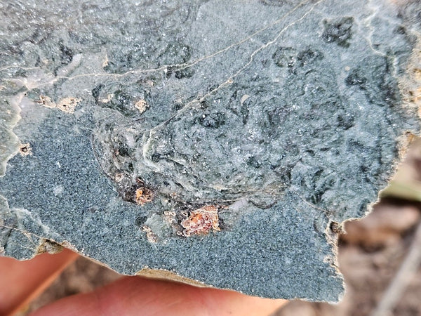 Polished fossil stromatolite. Alcheringa narrina. ALC159