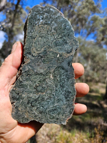 Polished fossil stromatolite slab. Alcheringa narrina. ALC158