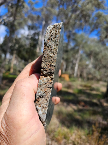 Polished fossil stromatolite slab. Alcheringa narrina. ALC158
