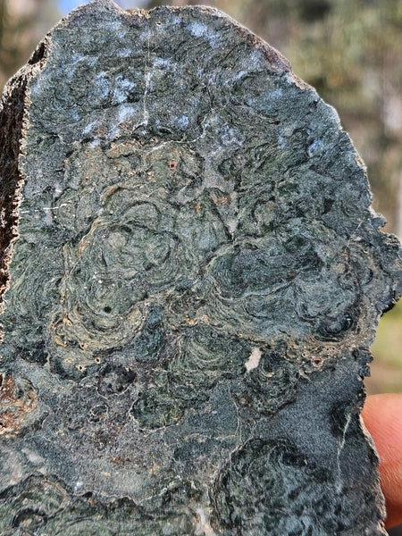 Polished fossil stromatolite slab. Alcheringa narrina. ALC158