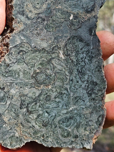 Polished fossil stromatolite slab. Alcheringa narrina. ALC158