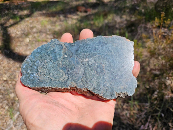 Polished fossil stromatolite slab. Alcheringa narrina. ALC158