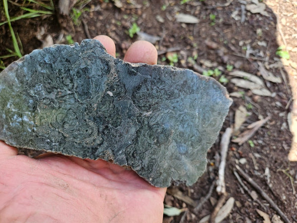 Polished fossil stromatolite slab. Alcheringa narrina. ALC158