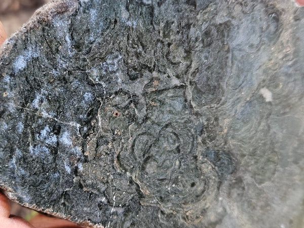 Polished fossil stromatolite slab. Alcheringa narrina. ALC158