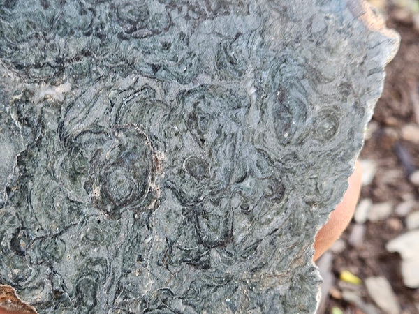 Polished fossil stromatolite slab. Alcheringa narrina. ALC158
