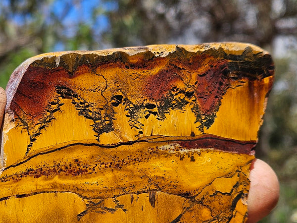 Polished Tiger Eye slab TE483